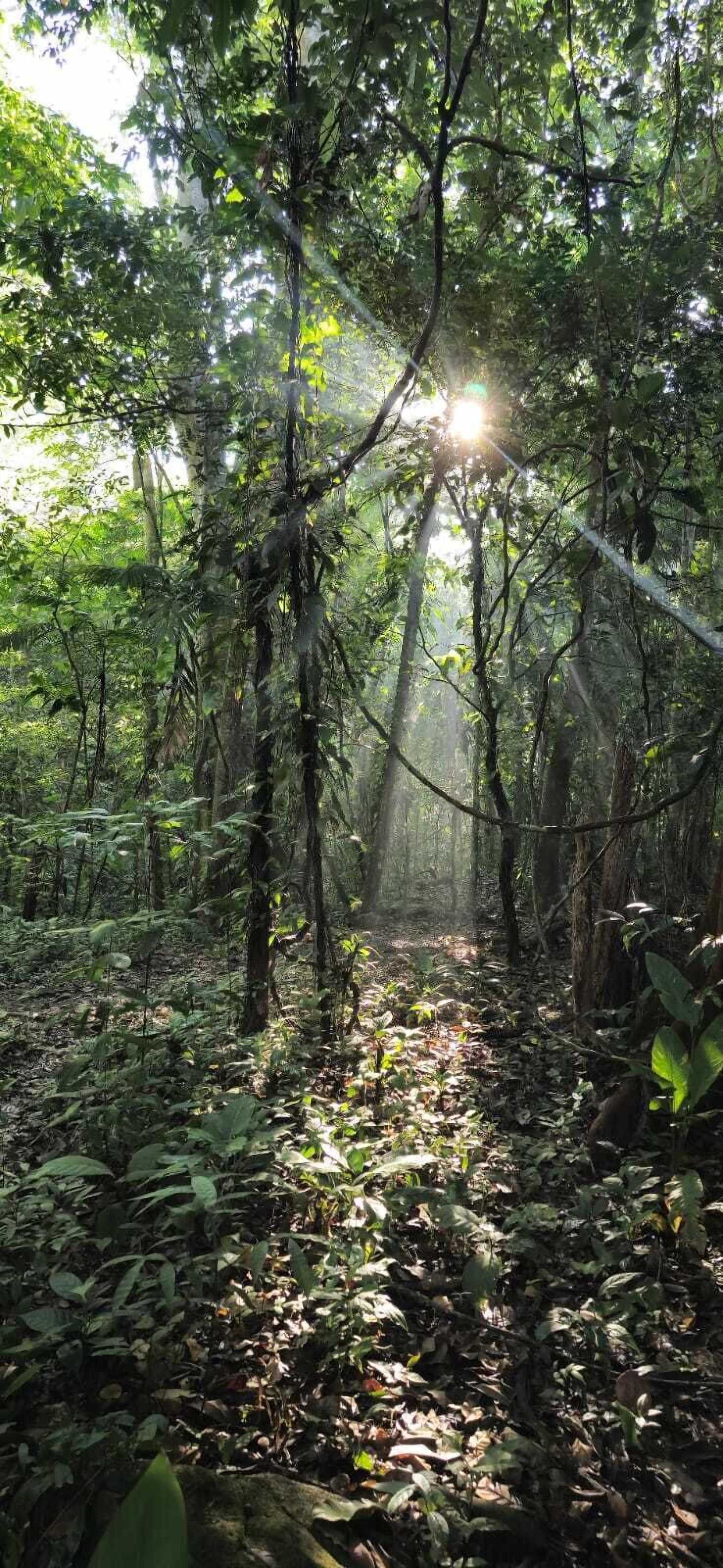 Un sendero en el bosque con luz solar filtrándose entre los árboles.