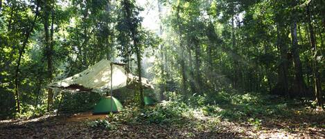 A forest with two green tents and a hanging hammock.