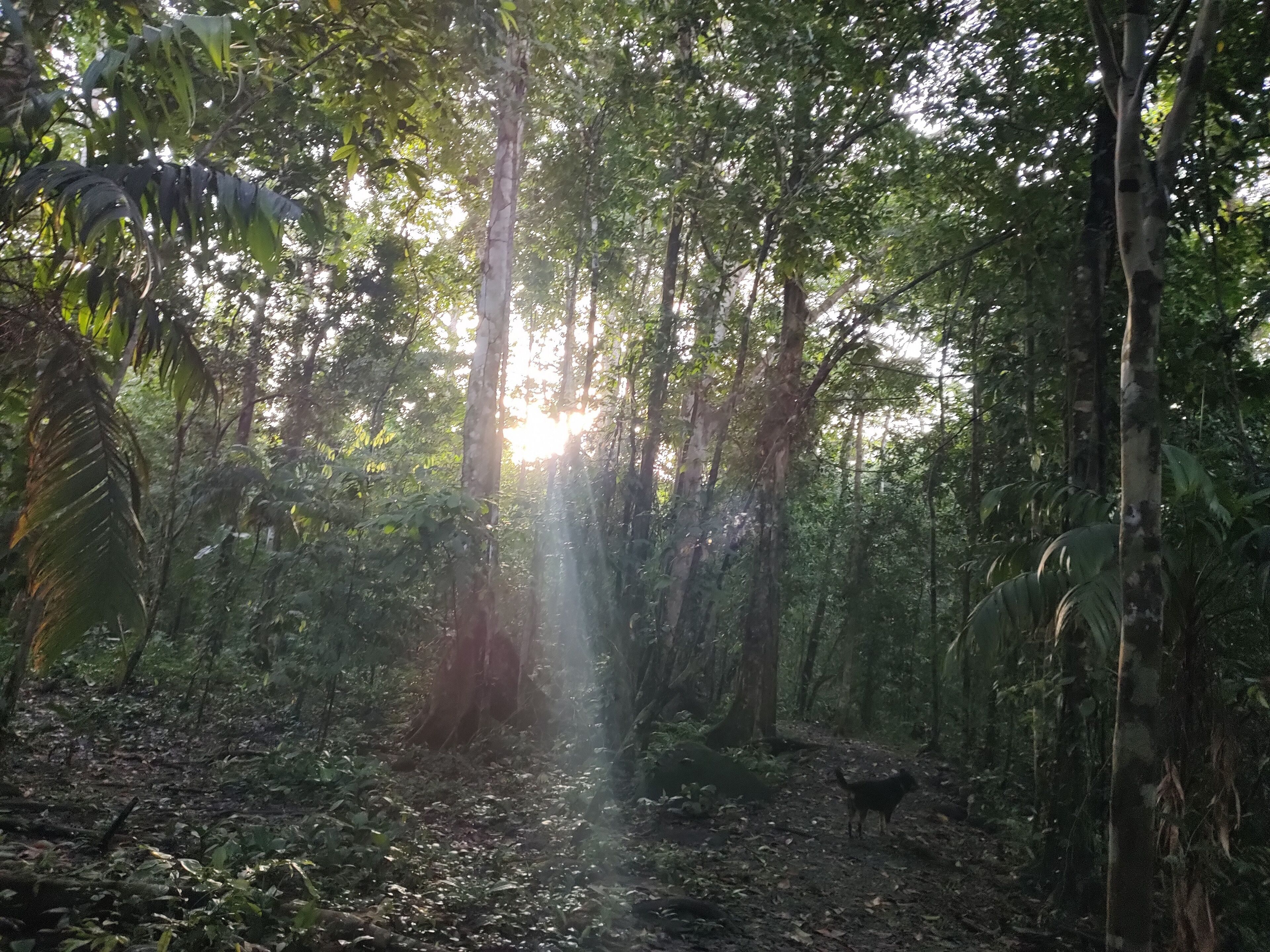 A forest path with sunlight filtering through the trees.