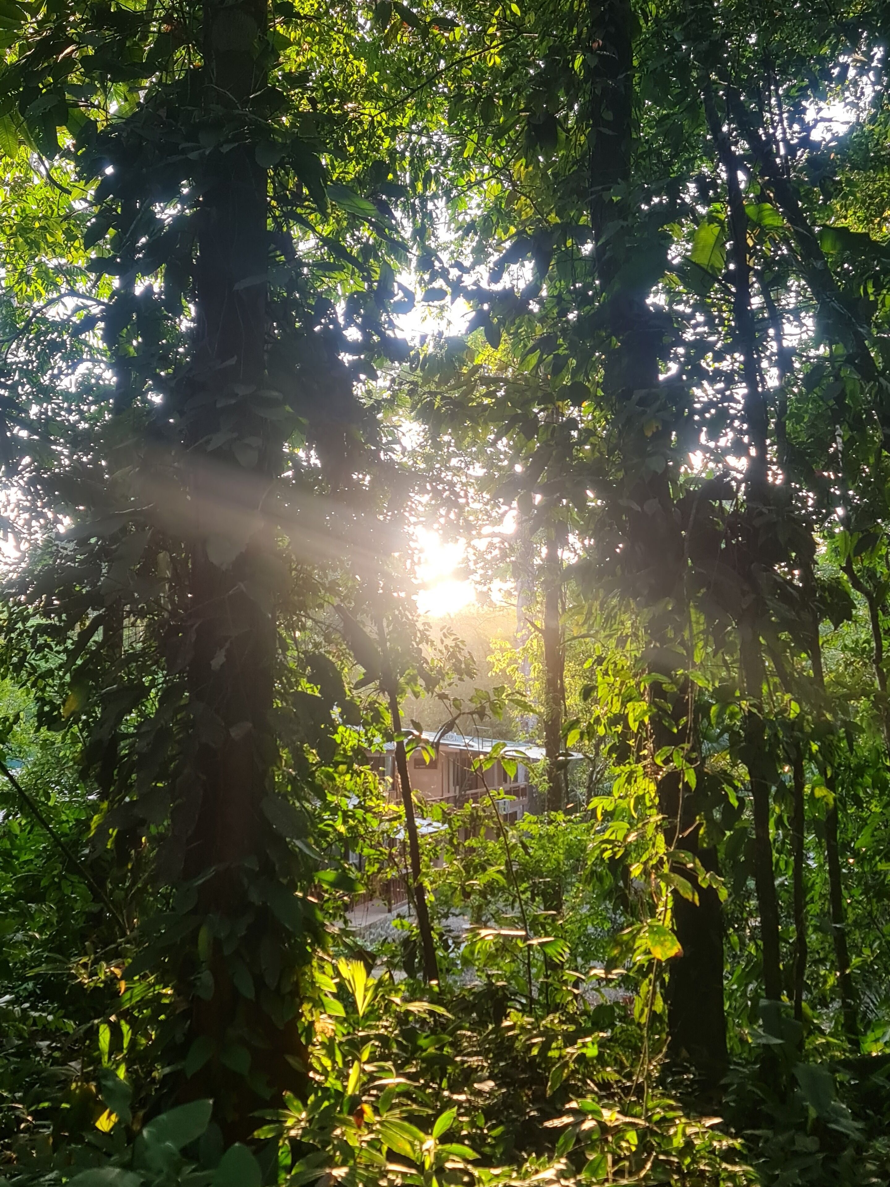 Uma floresta densa com a luz do sol filtrando-se entre as árvores.