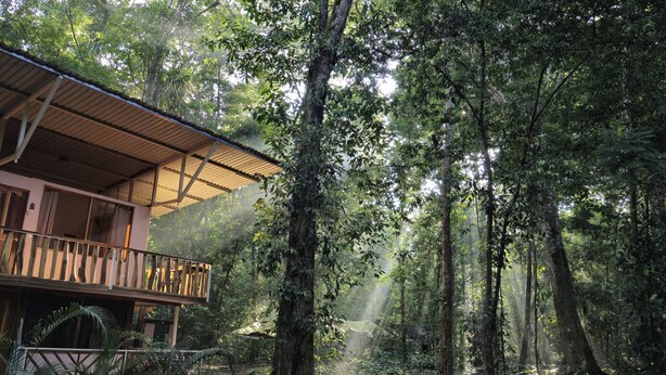 A two-story wooden building with a balcony, surrounded by dense forest and sunlight filtering through the trees. - Cool Waters Jungle Camping (Bahía Ballena)