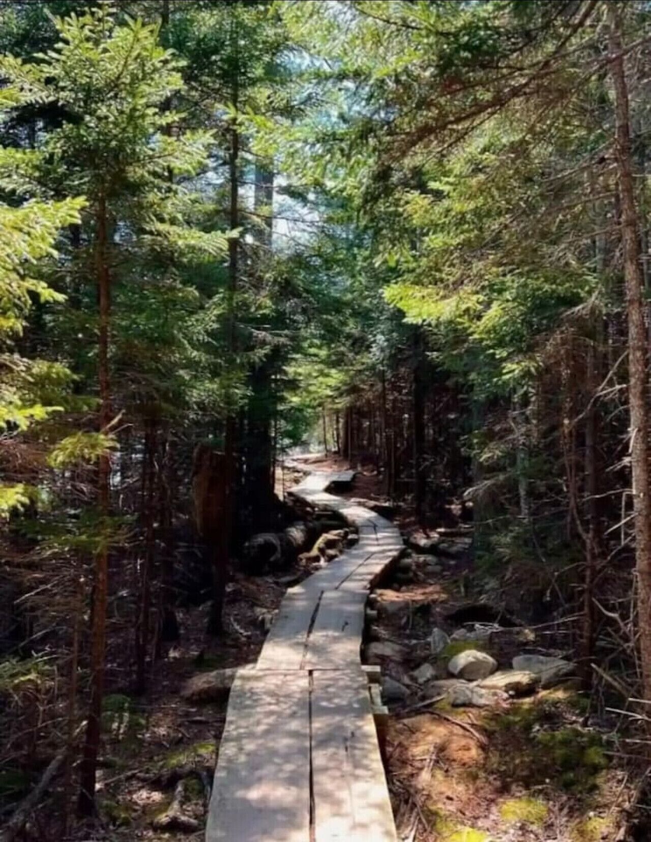 A narrow, wooden pathway through a dense forest with tall trees and a rocky ground.
