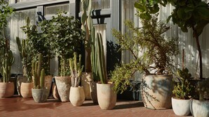 Une variété de plantes en pot, notamment des cactus et d’autres plantes vertes, disposées devant un bâtiment doté de grandes fenêtres.