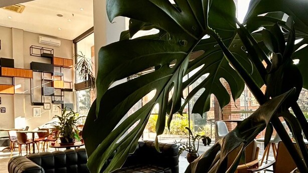 Ein modernes Wohnzimmer mit einer großen Grünpflanze, einem schwarzen Sofa und einem Holztisch.
