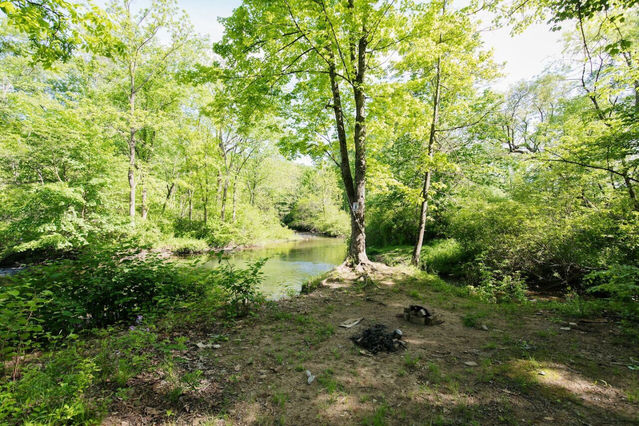 A natural setting with a river, dense greenery, and a tree with a sign.