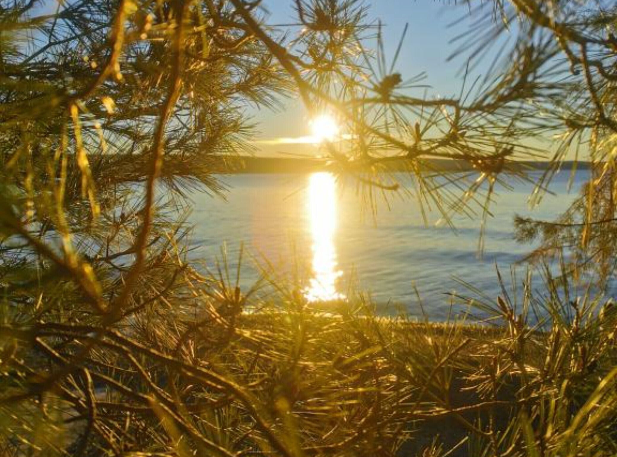 Eine natürliche Landschaft mit Kiefern und einem sich im Sonnenlicht spiegelnden Gewässer.