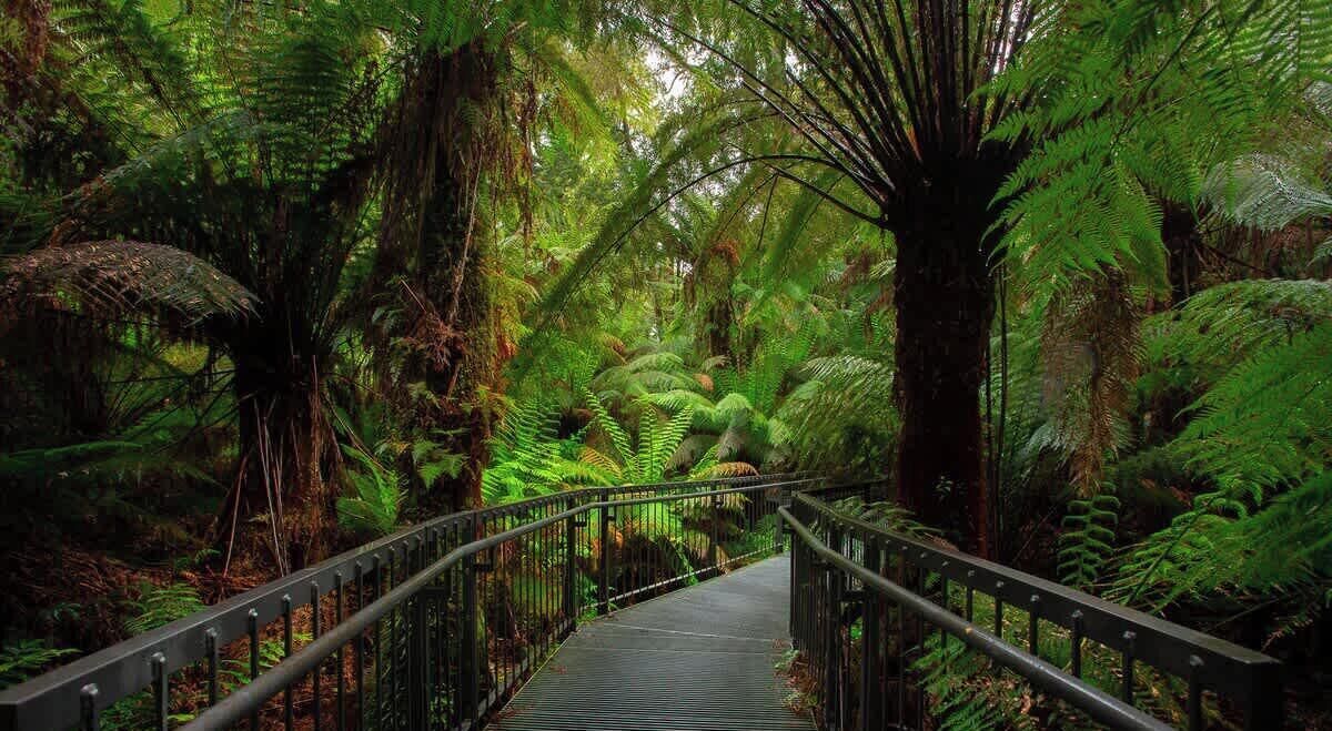 A pathway through a dense forest with ferns and a metal railing.
