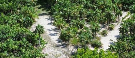 Un complexe hôtelier tropical doté d’une plage de sable, de palmiers luxuriants et d’un bâtiment blanc en arrière-plan.