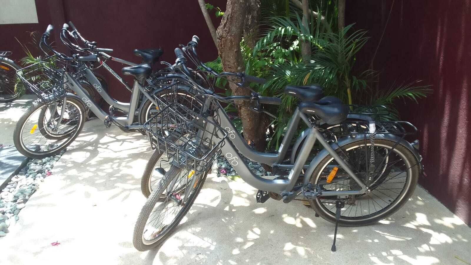 A row of bicycles parked against a wall with a tree and plants nearby.