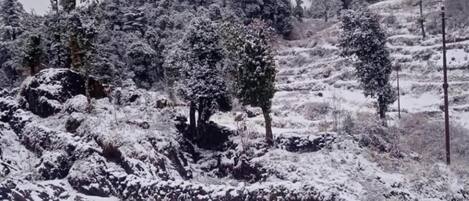 Paesaggio innevato con alberi e terreno roccioso.