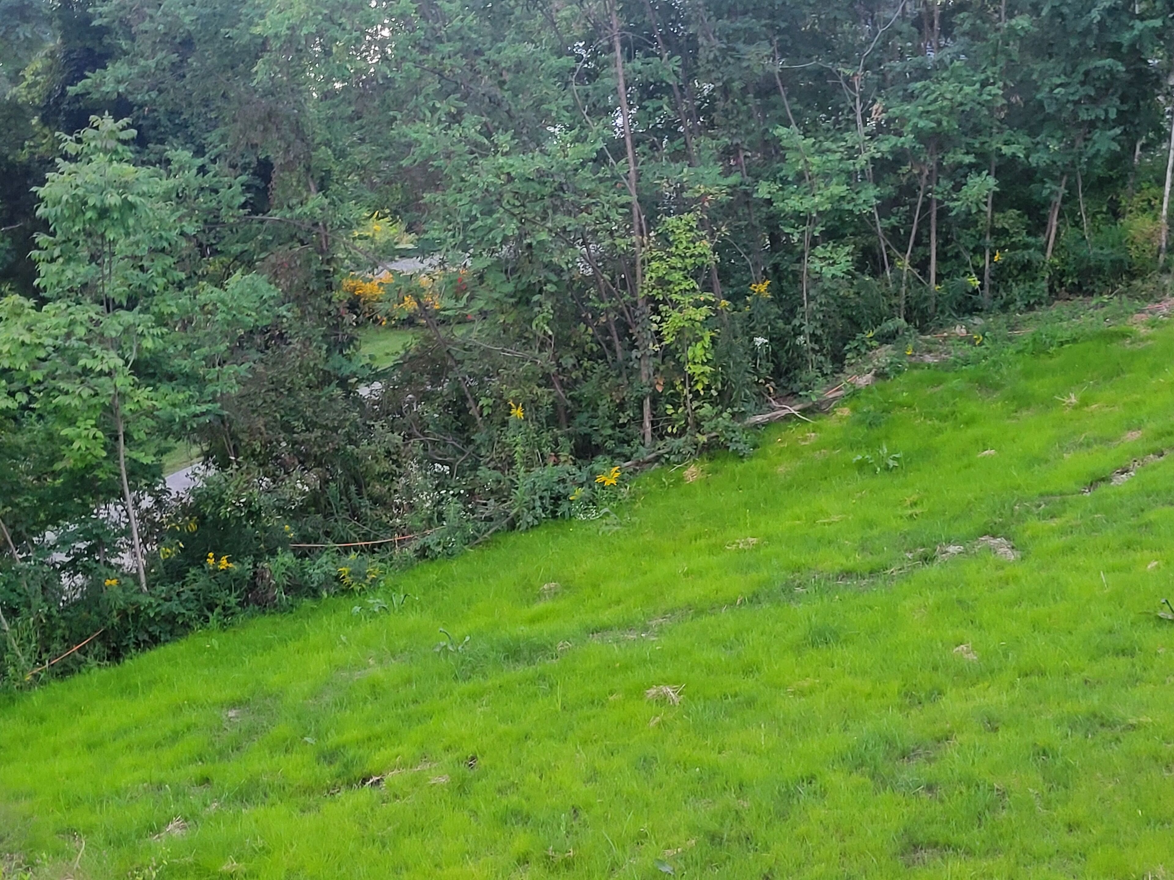 Une colline herbeuse, couverte d’arbres et d’arbustes denses.