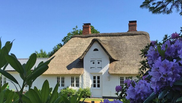 A traditional white house with a thatched roof and two chimneys, surrounded by lush greenery and purple flowers. - Reetgedecktes Ferienhaus in Humptrup (Humptrup)