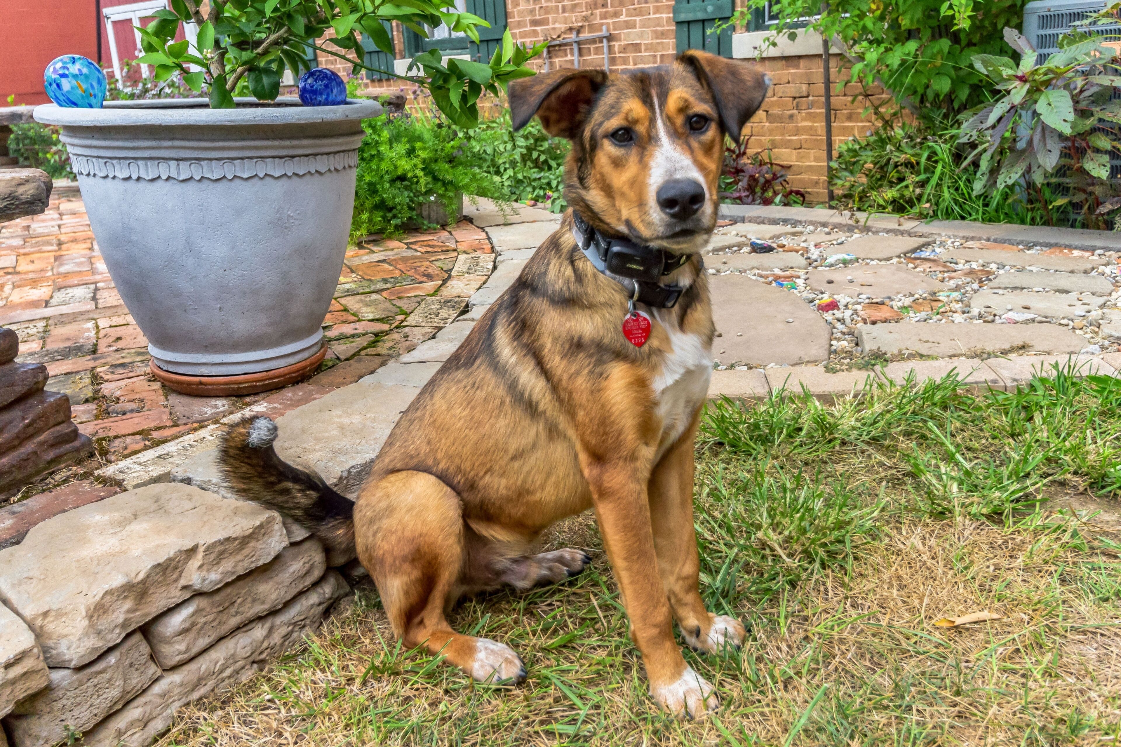 A dog sitting on grass next to a stone wall and a large planter.