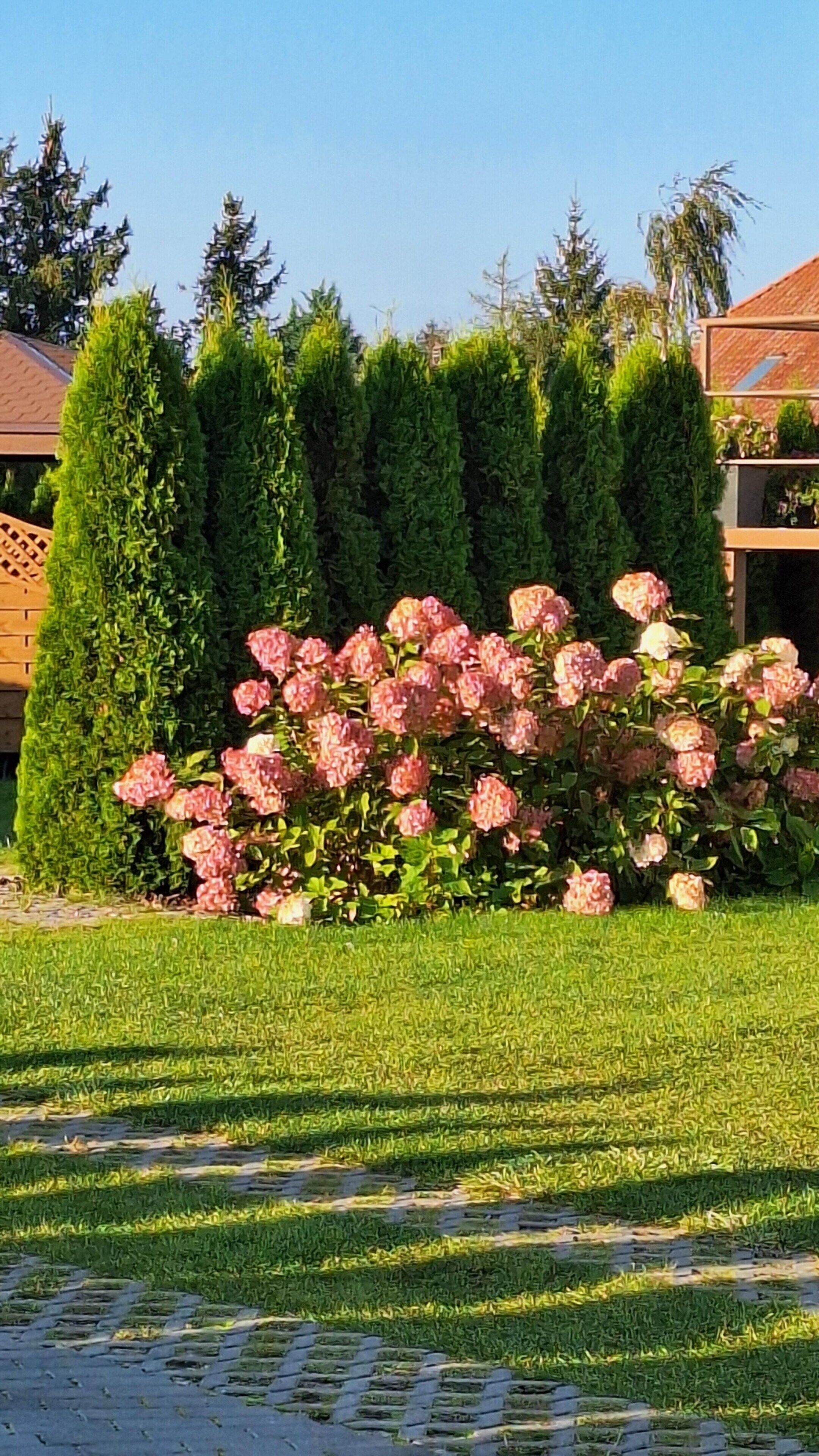 A well-maintained garden with a variety of flowering plants and neatly trimmed hedges.