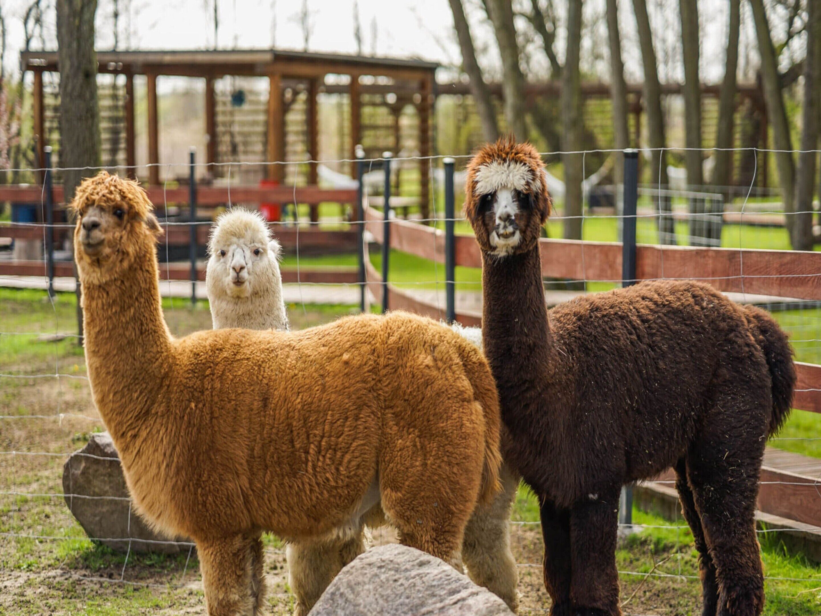 Three llamas standing in a fenced enclosure with a wooden structure in the background.