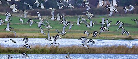 Een zwerm vogels vliegt over een wateroppervlak, met grasvelden en bomen op de achtergrond.