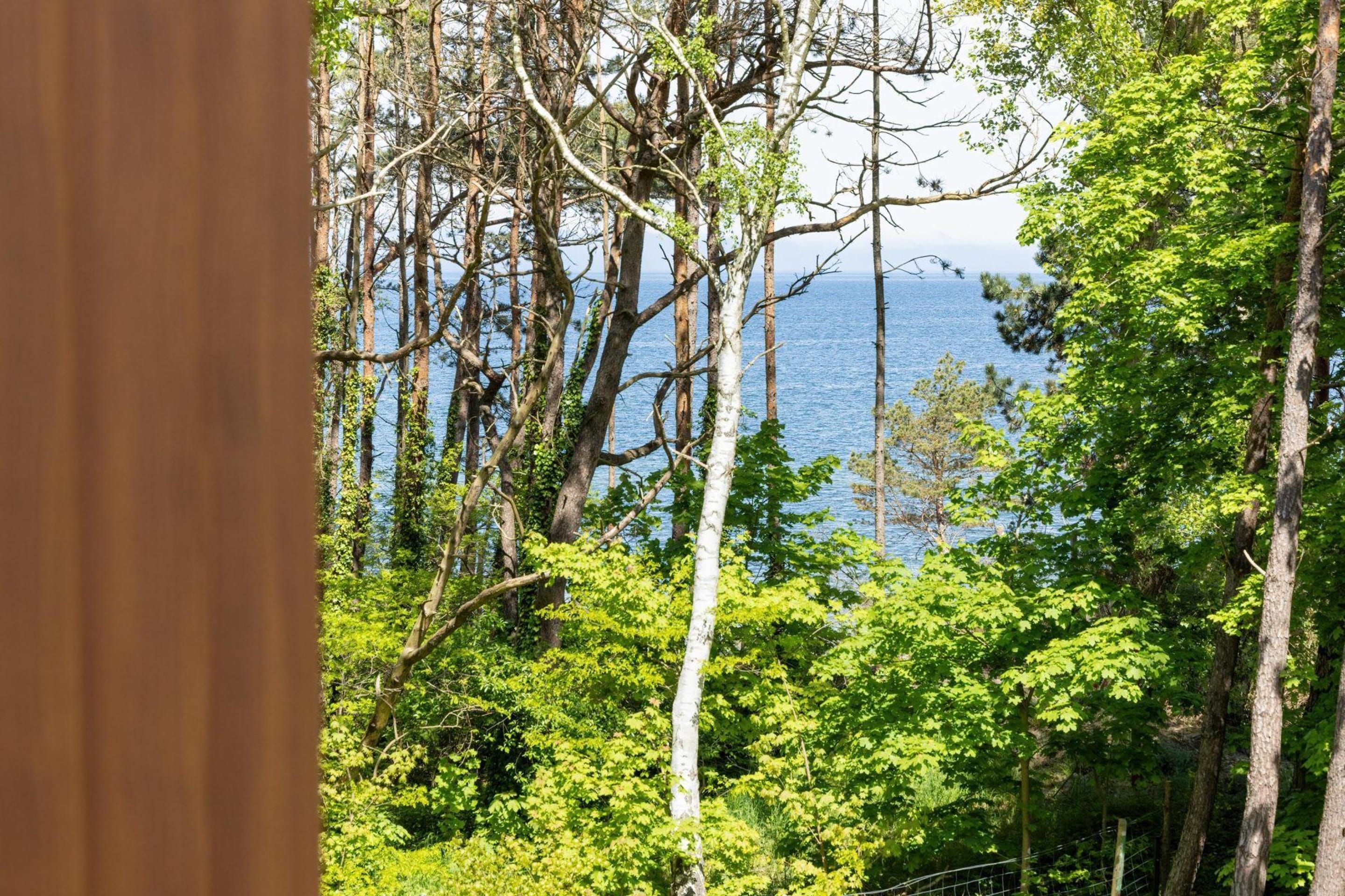 A dense forest with tall trees and a view of the ocean.