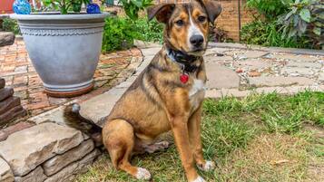 A dog sitting on grass next to a stone wall and a large planter.