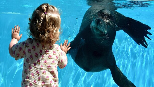 Un enfant et un phoque dans une piscine.