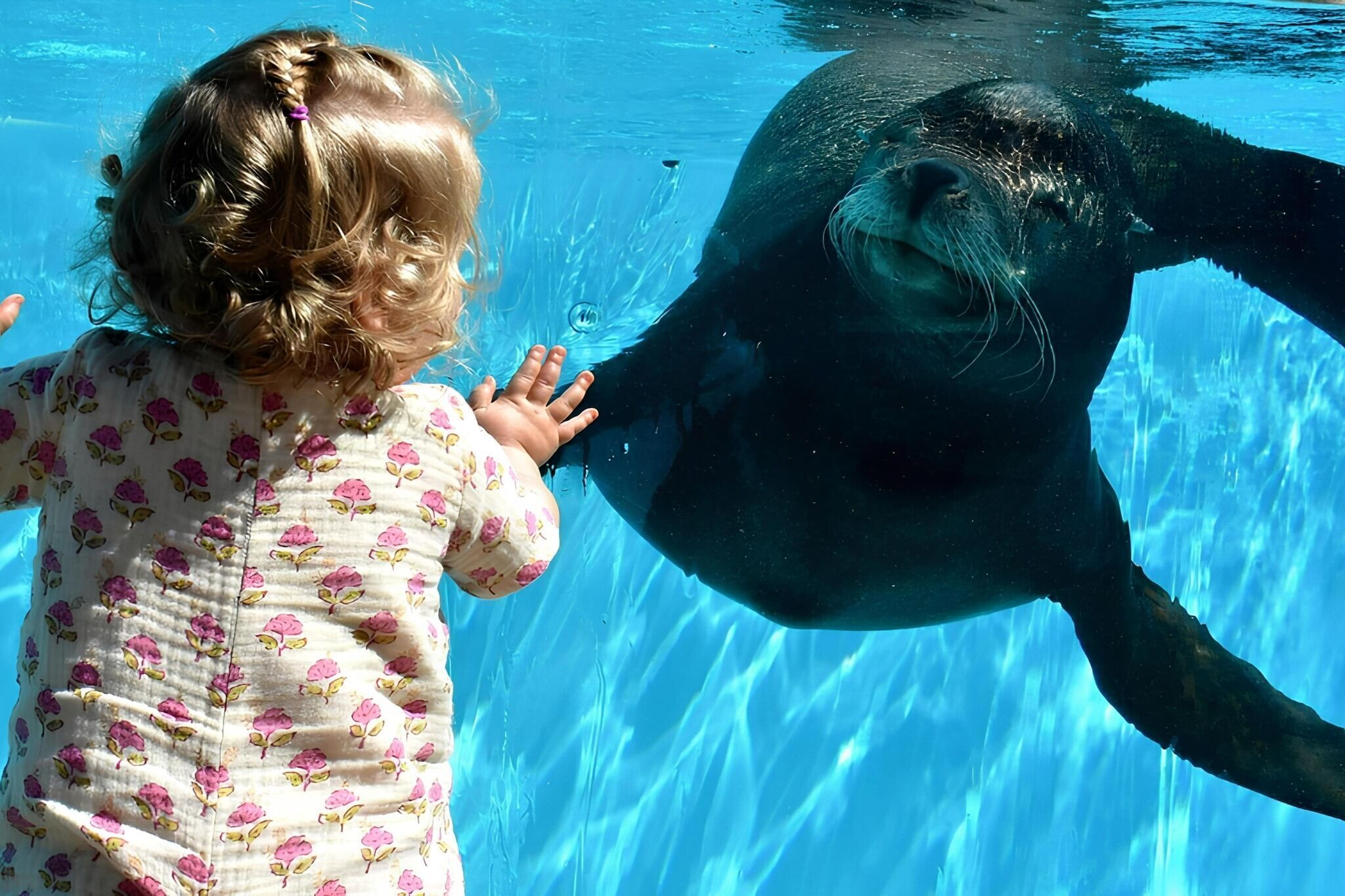 Ein Kind und ein Seelöwe in einem klaren, blauen Becken.