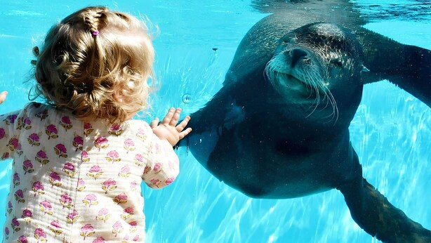 Un enfant et un phoque dans une piscine à l’eau cristalline.