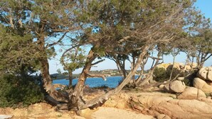 A coastal landscape with rocky terrain and pine trees. - Apartment for 6 People, Cannigione (Arzachena)