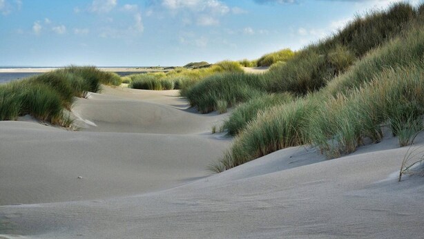 Une plage de sable avec des dunes et de l’herbe.