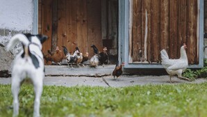 A group of chickens and a dog outside a rustic building with a wooden door and a metal gate. - Apartment in Fusch Near Grossglockner Road (Fusch an der Grossglocknerstrasse)