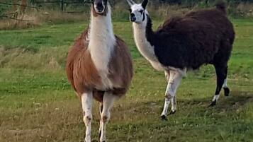 Apartment | Miscellaneous