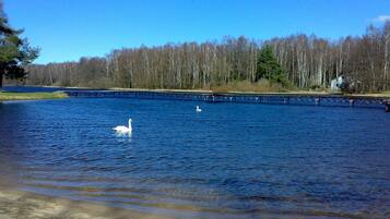 A serene lake with a swan swimming, surrounded by a forest and a bridge in the background.