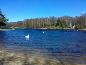 Ein friedlicher See mit einem schwimmenden Schwan, umgeben von einem Wald und einer Brücke im Hintergrund.