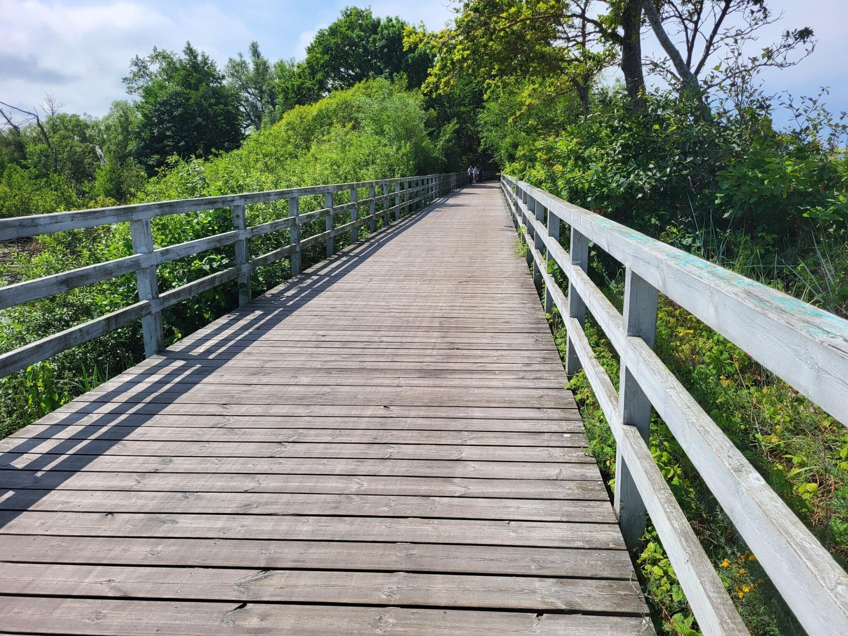 A wooden boardwalk with railings, surrounded by lush greenery and trees.