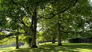 A park with large trees and a grassy area. - Lodge/ Kingbed/ Privg/ Petsok/ Freep/ Wifi (Dorchester)