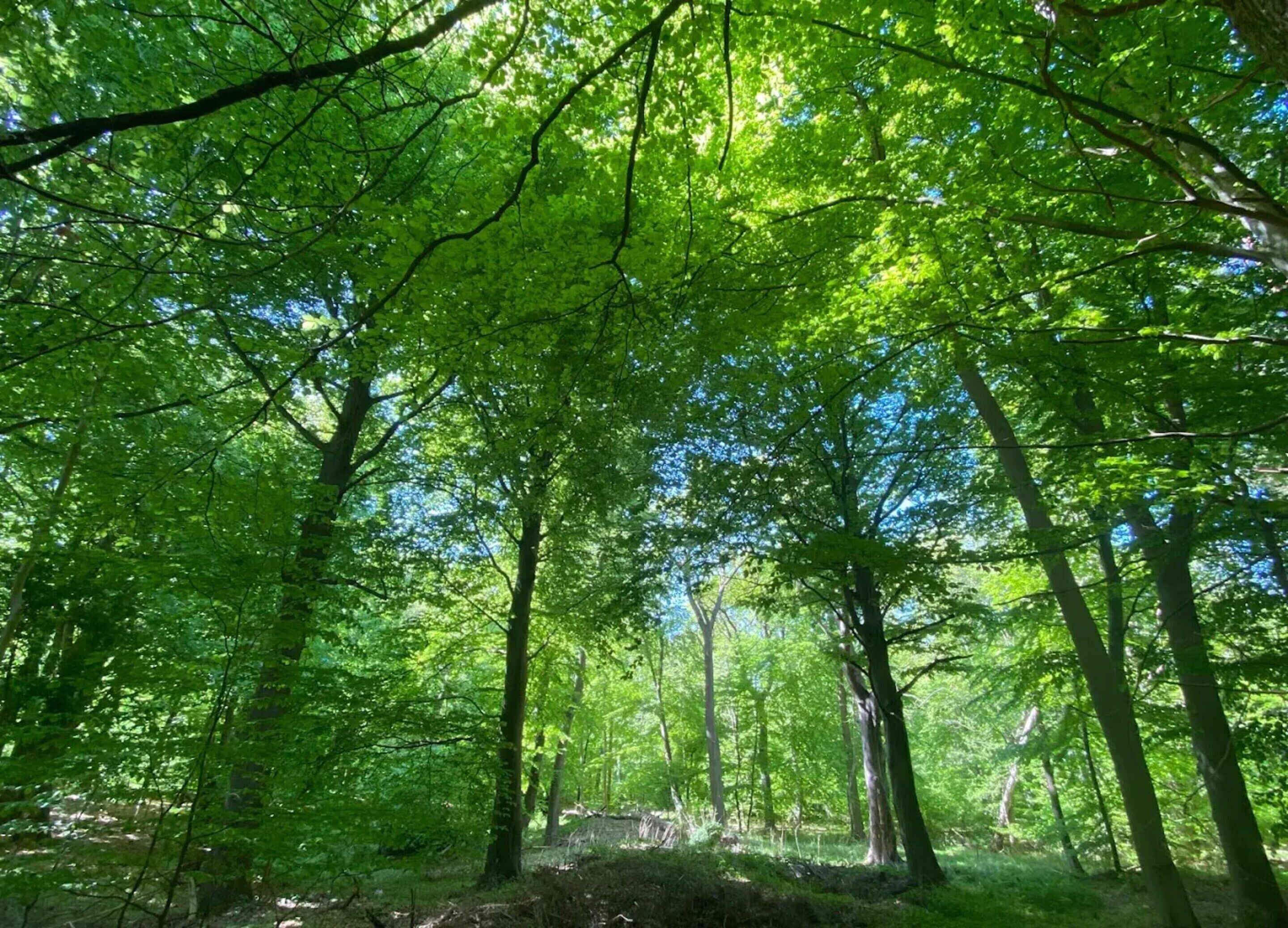 A forested area with tall trees and a path.
