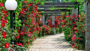 A garden pathway with red flowers and a wooden pergola structure. - Holiday Village Caravelle Camping Vill, Ceriale (Ceriale)