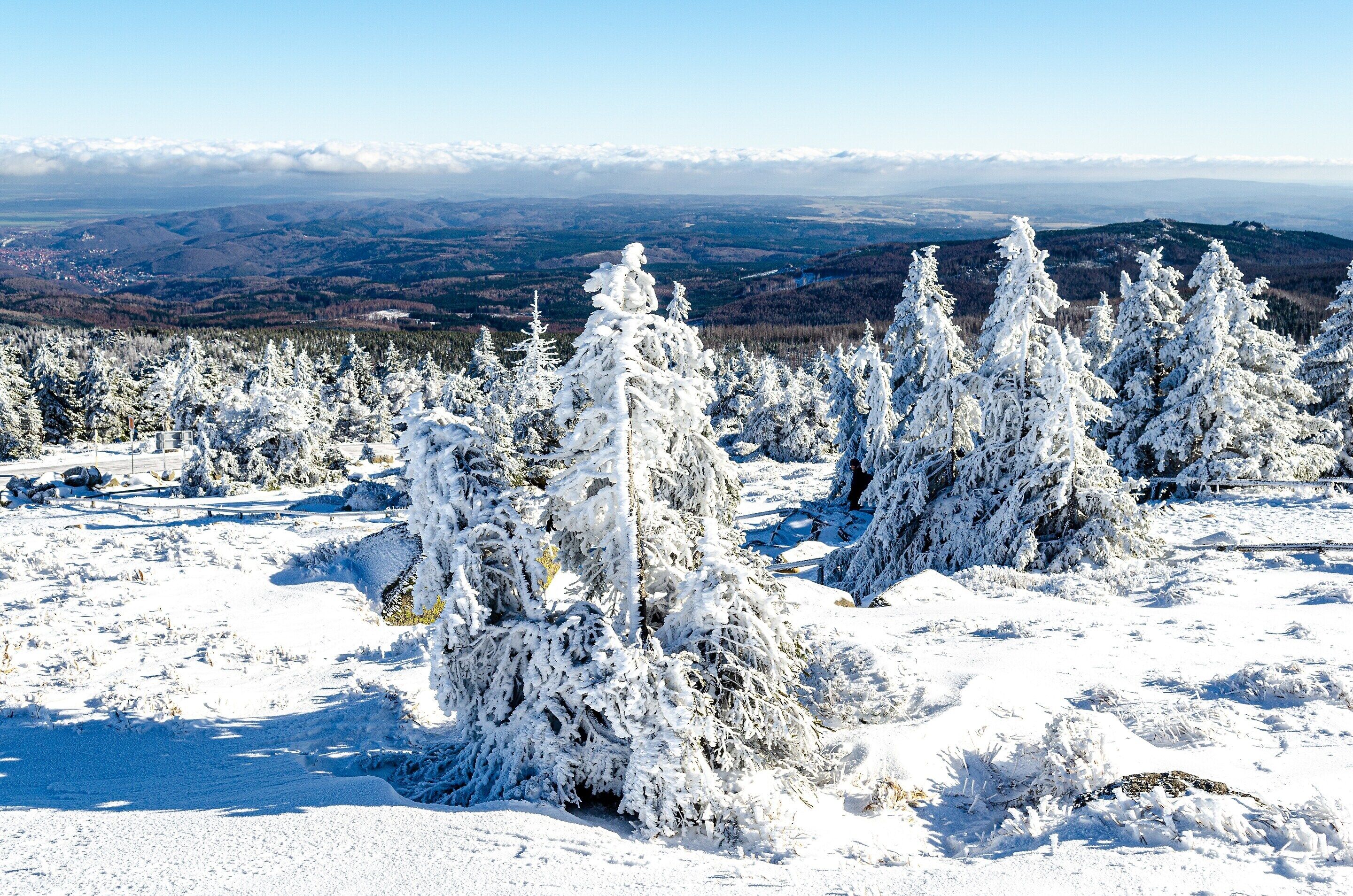 Schneelandschaft mit schneebedeckten Bäumen und einer entfernten Bergkulisse.