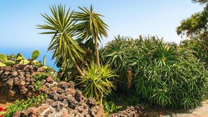 A rocky landscape with cacti and palm trees. - Apartment in El Tanque With Bubble Bath (El Tanque)