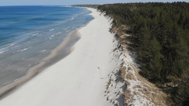 Una playa con arena y una zona boscosa.