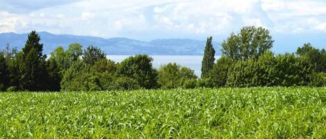 A field of crops with a lake and mountains in the background.