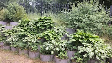 A garden with various plants and a fence.