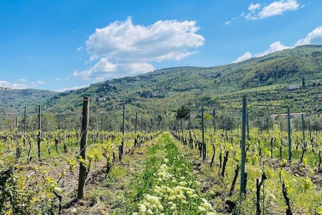 A vineyard with rows of grapevines under a clear sky.