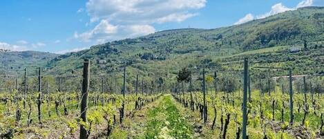 Ein Weinberg mit Reihen von Rebstöcken unter blauem Himmel.