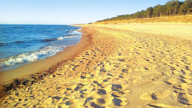 Uma praia arenosa com pegadas levando à água, céu claro e uma área arborizada ao fundo.