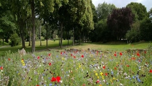 Un prado con diversas flores silvestres y árboles.
