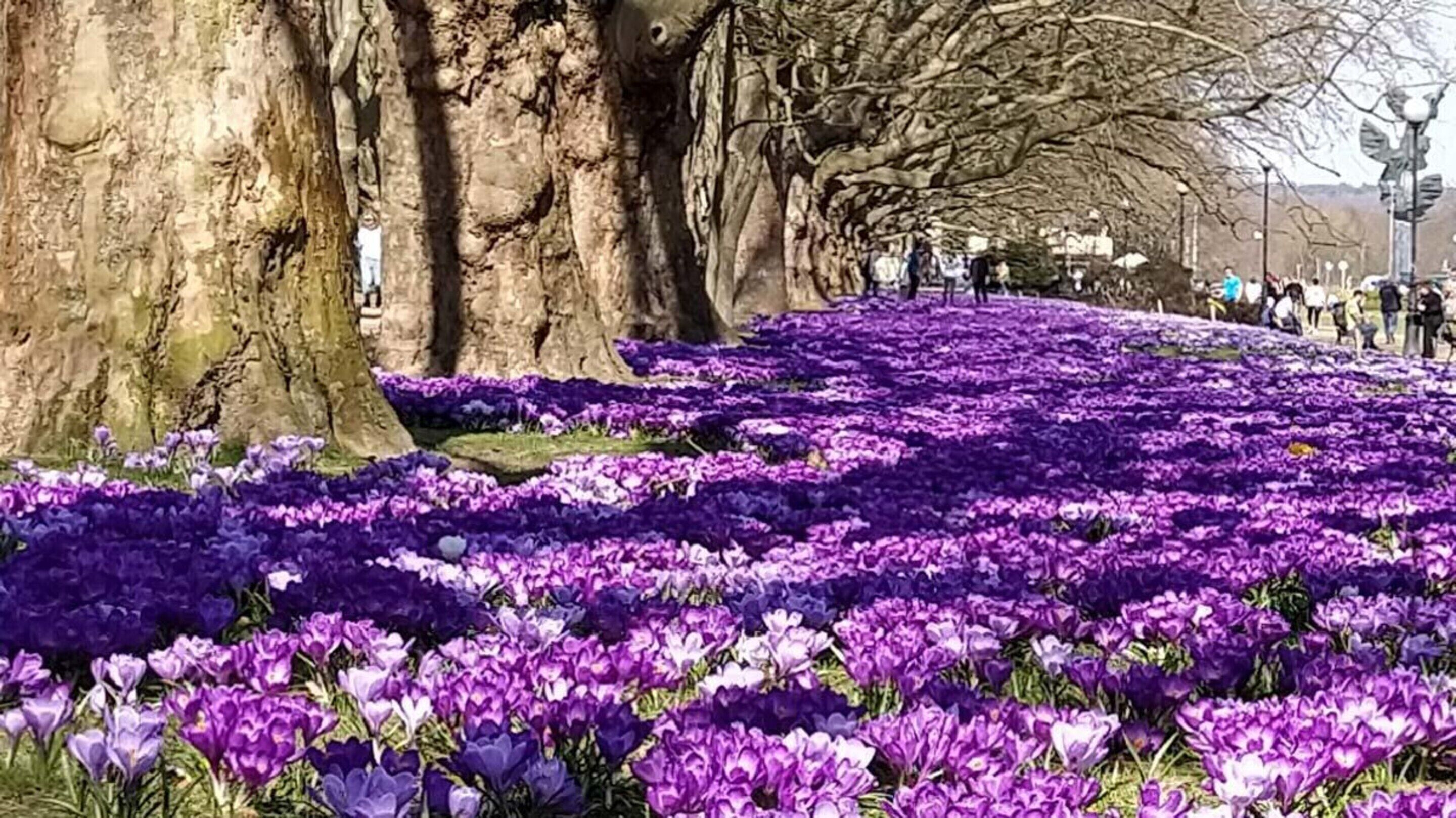 A pathway lined with purple flowers, trees, and a statue.