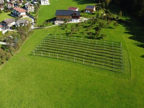 A vineyard with rows of grapevines, a large building with a red roof, and surrounding houses. - Holiday on an Organic Farm in Hart im Zillertal (Hart im Zillertal)