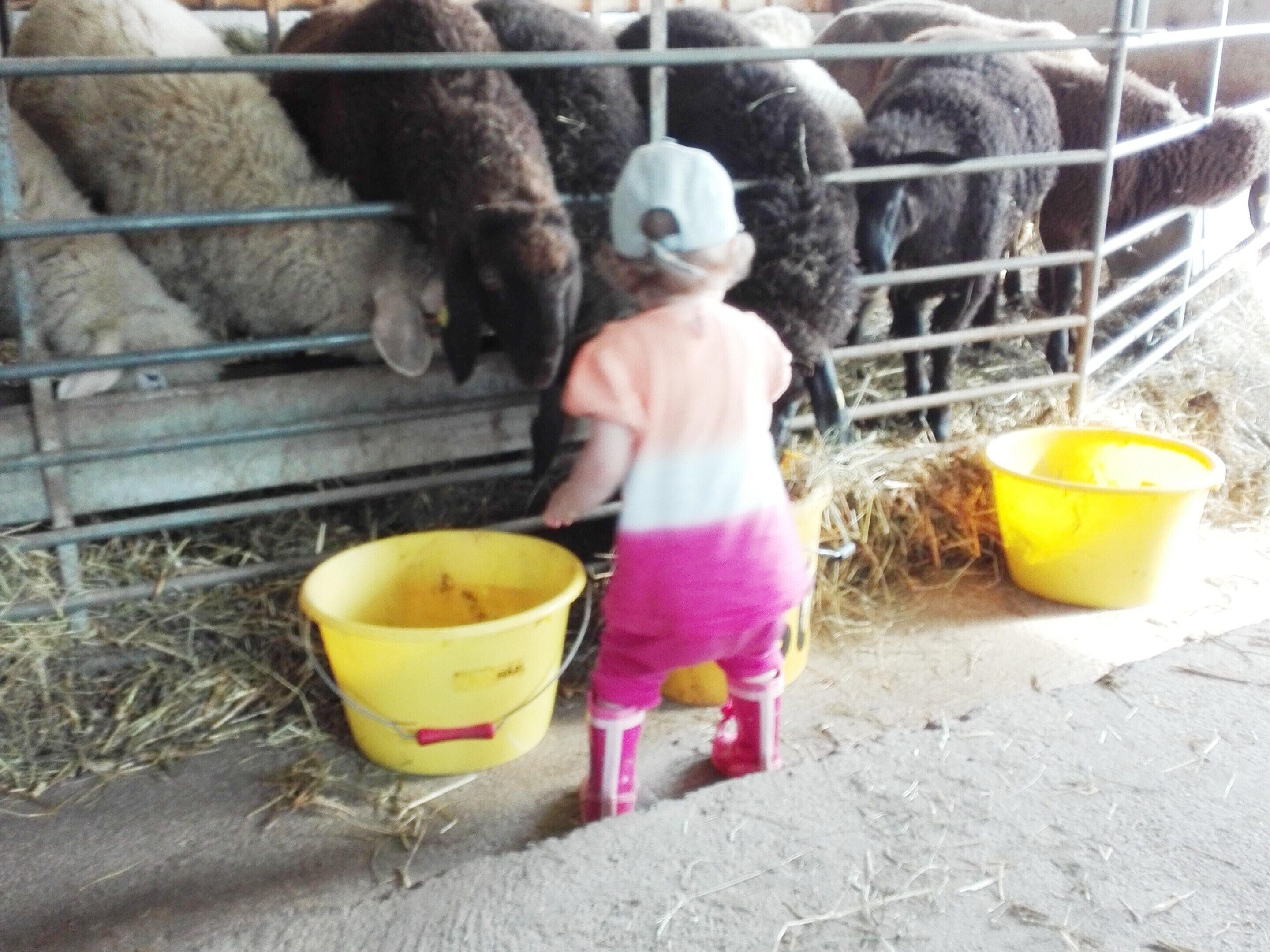 A child near a metal fence with animals, a yellow bucket, and hay on the ground.