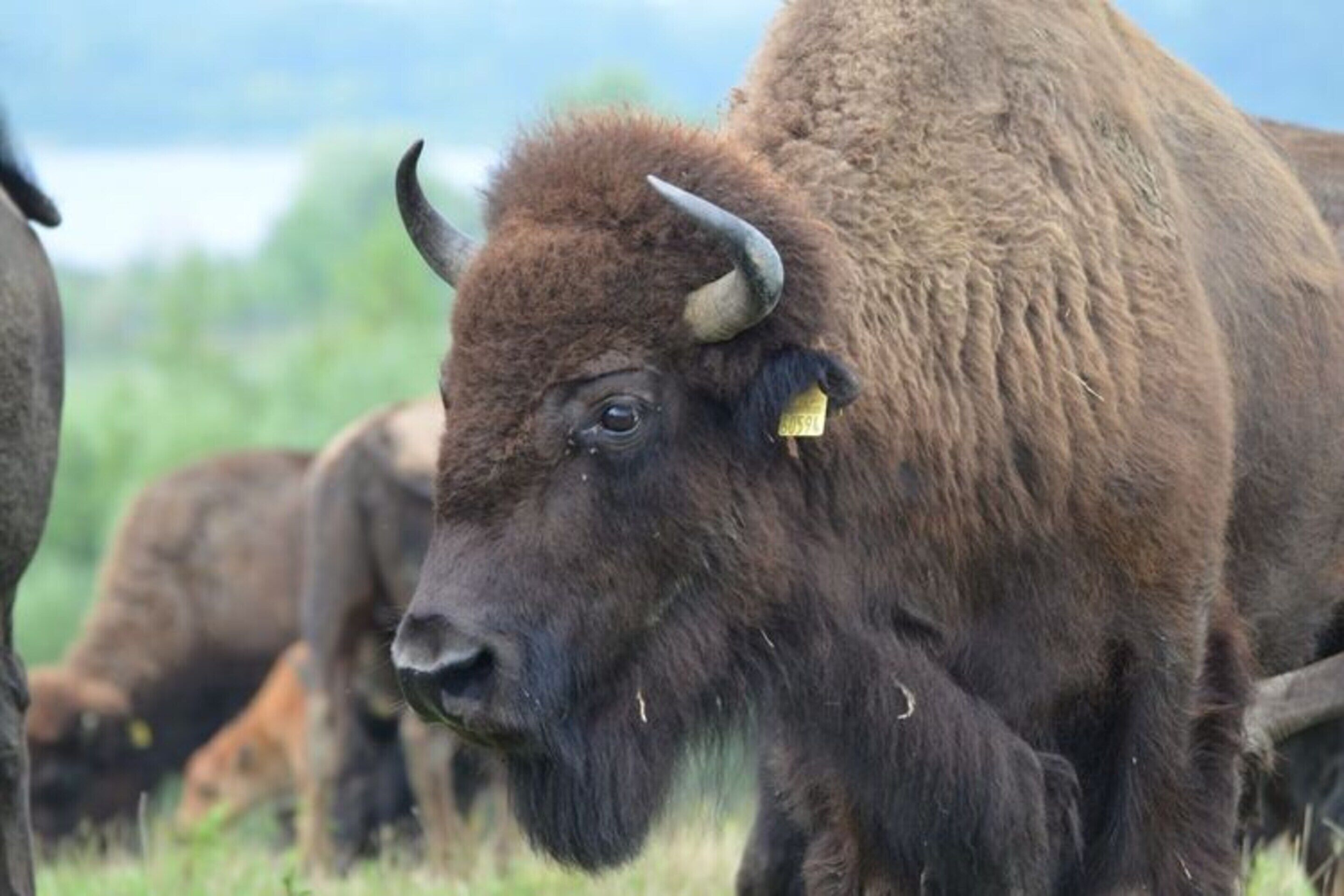 A bison in a grassy field with other bison in the background.
