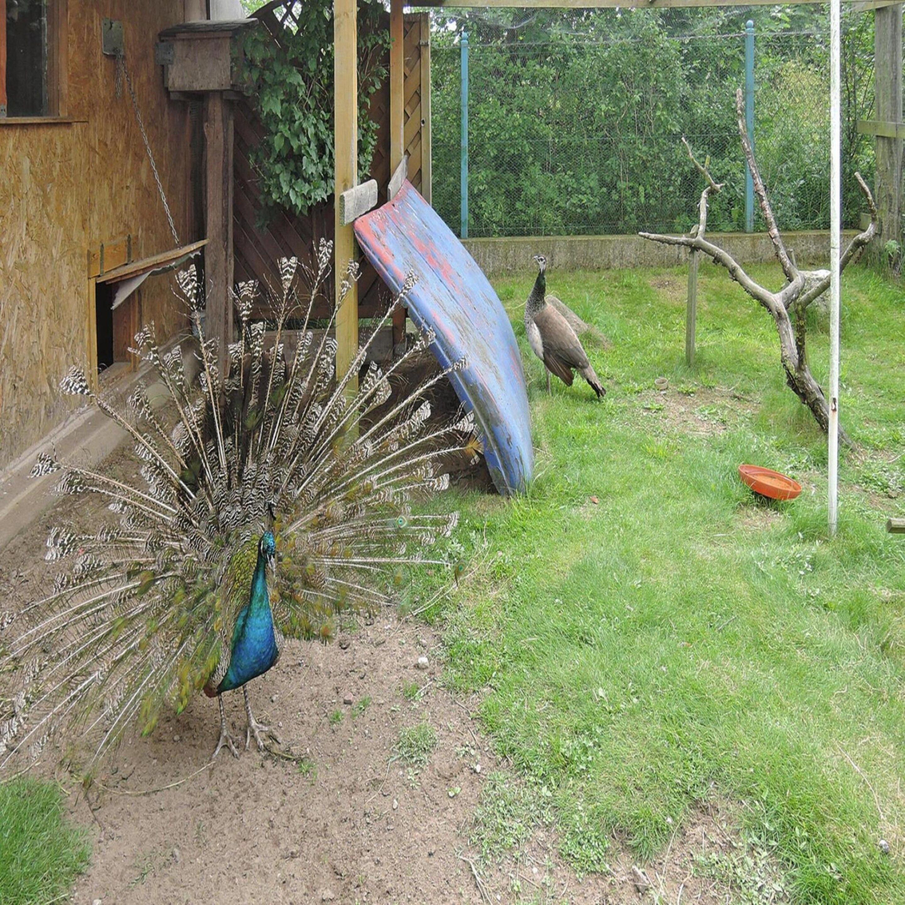 A peacock with a spread tail in a grassy enclosure with a wooden structure and a slide.