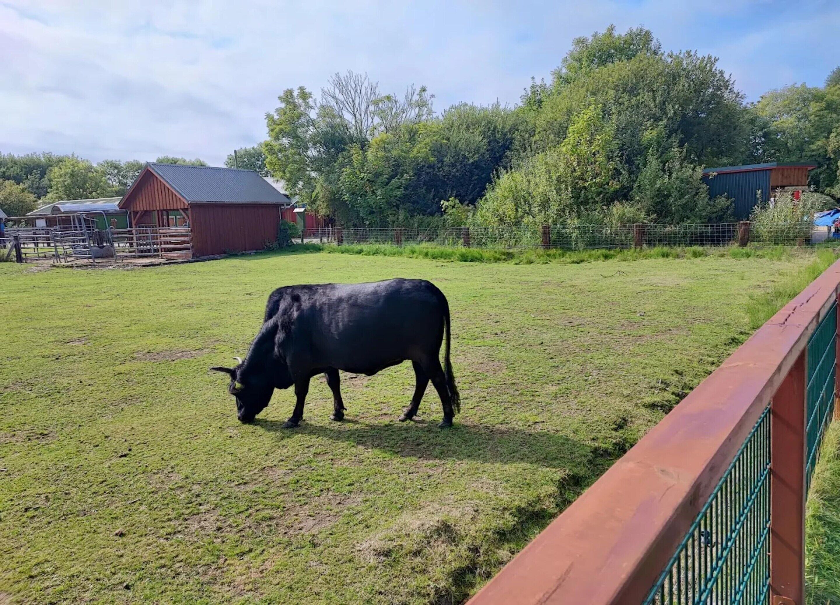 Een zwarte koe die graast in een omheind weiland, met een rode schuur op de achtergrond.